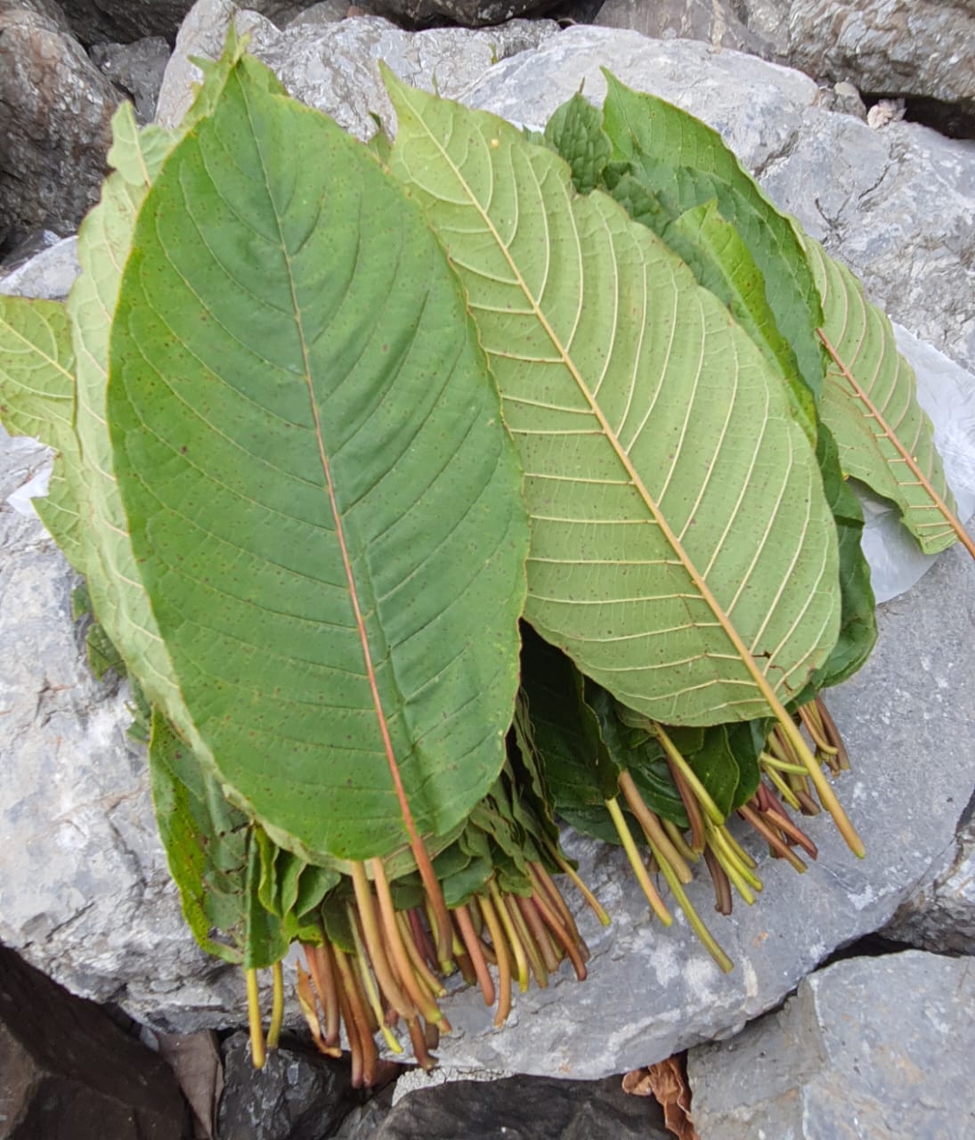 Daun ketum kebaikan Pokok Ketum