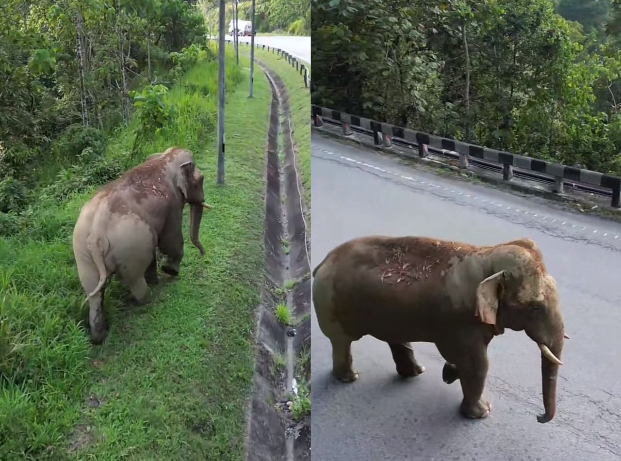 Lagak santai gajah di Gerik, siap langkah ‘divider’