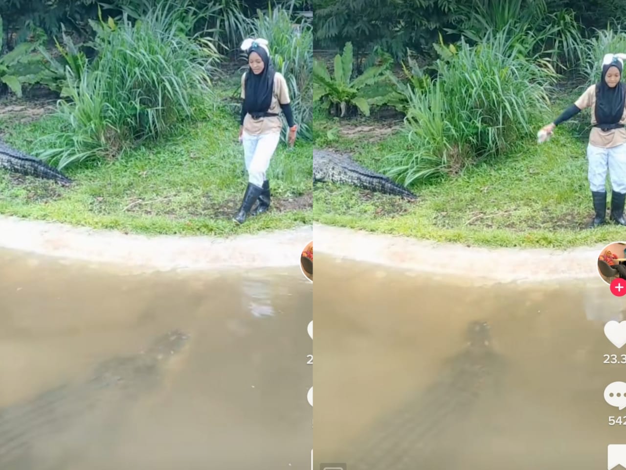 [VIDEO] Suami kongsi video isteri jinakkan buaya besar