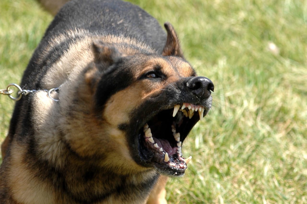9 maut akibat rabies di Sarawak setakat 15 Mei