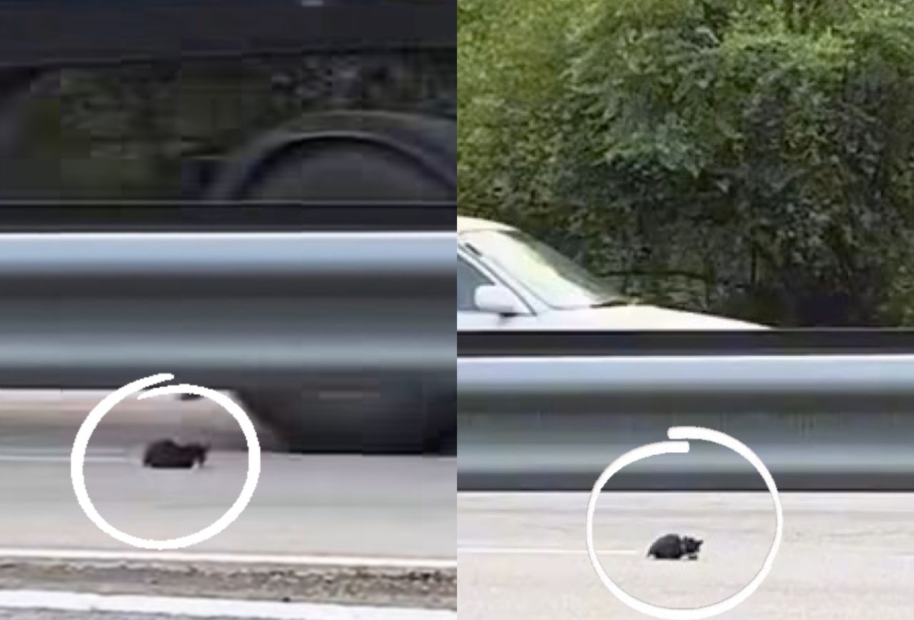 [VIDEO] Panjang umur kamu ‘si bulus’