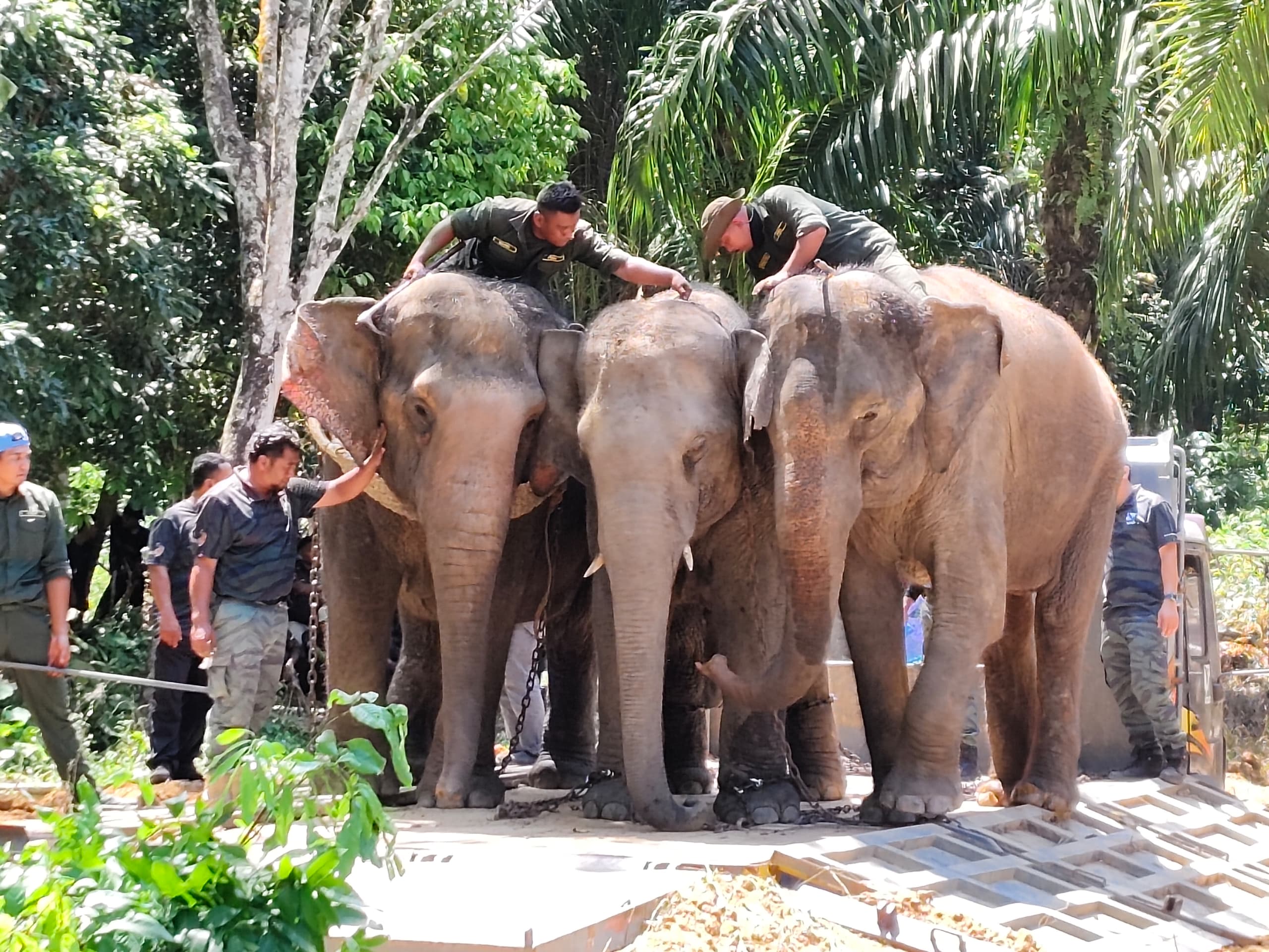 Warga emas demam terkejut jumpa gajah depan mata