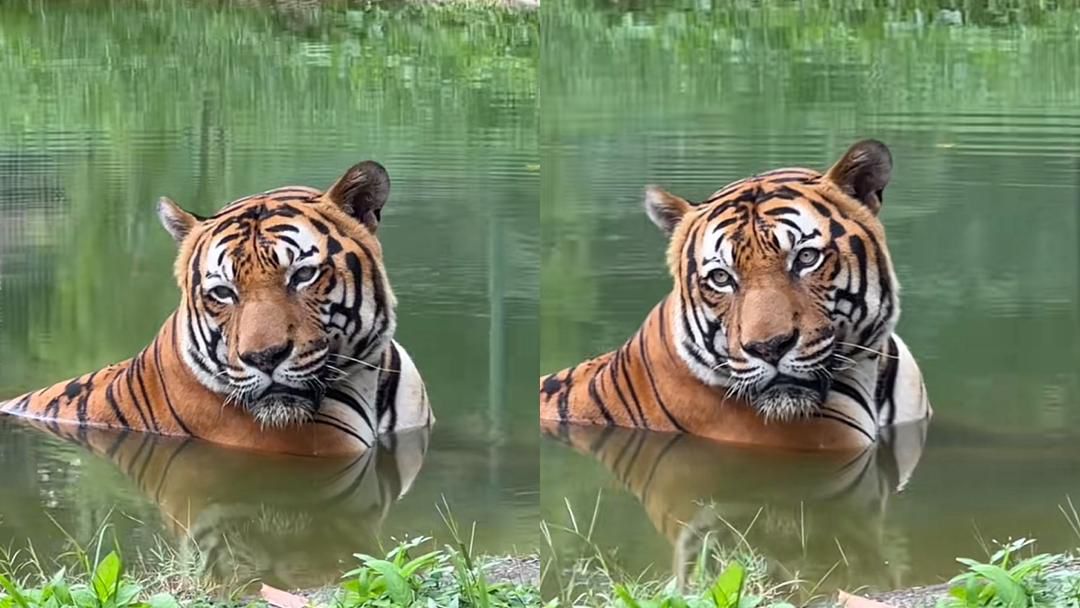 [VIDEO] ‘Semua muka awam saja, bosan’