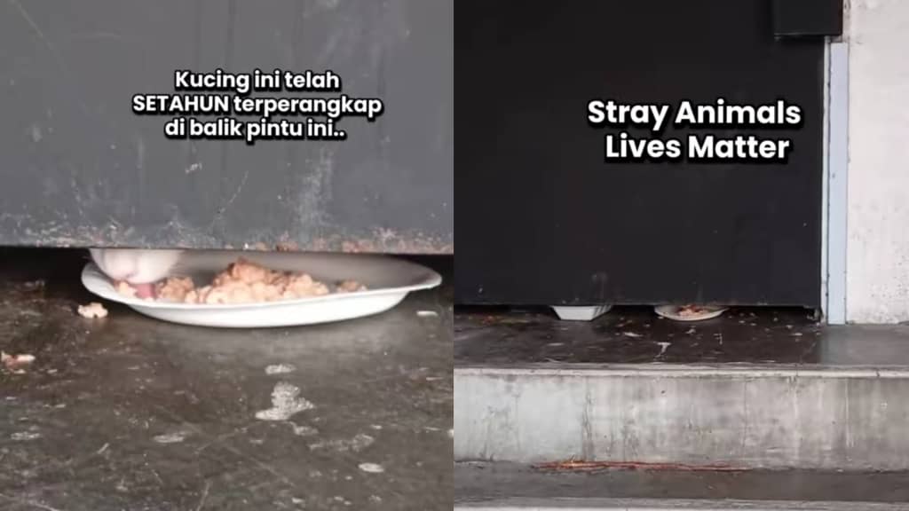 [VIDEO] Kucing terperangkap setahun, makan bawah pintu