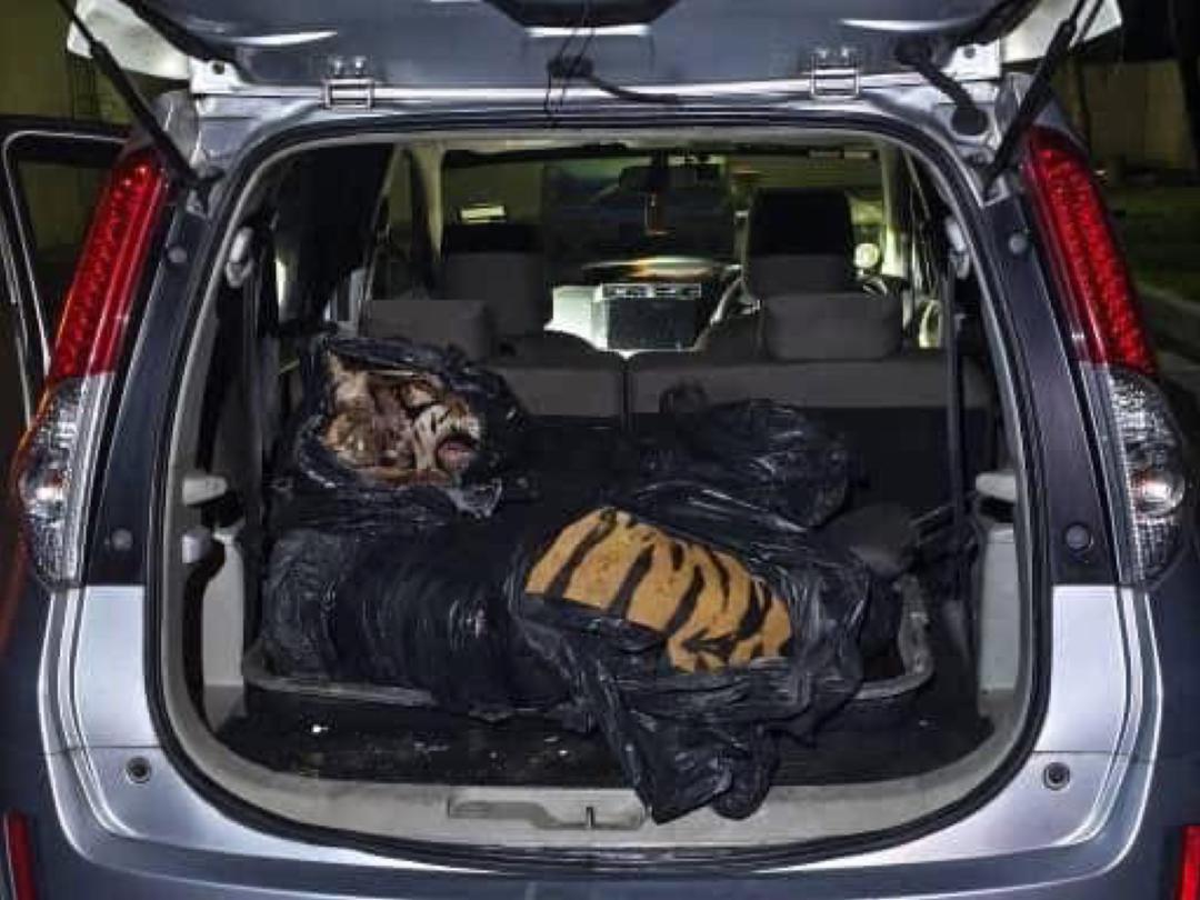 3 pemburu haram ditahan simpan harimau belang mati