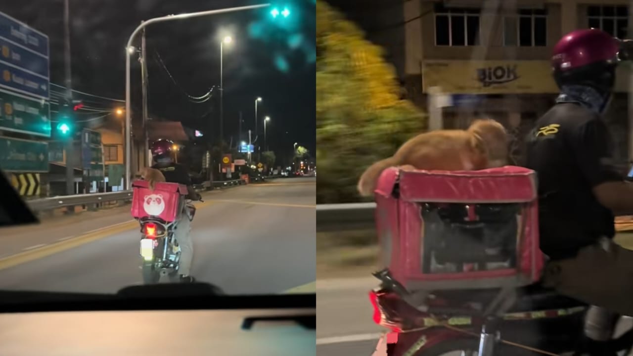 [VIDEO] Kucing teman penghantar makanan curi tumpuan