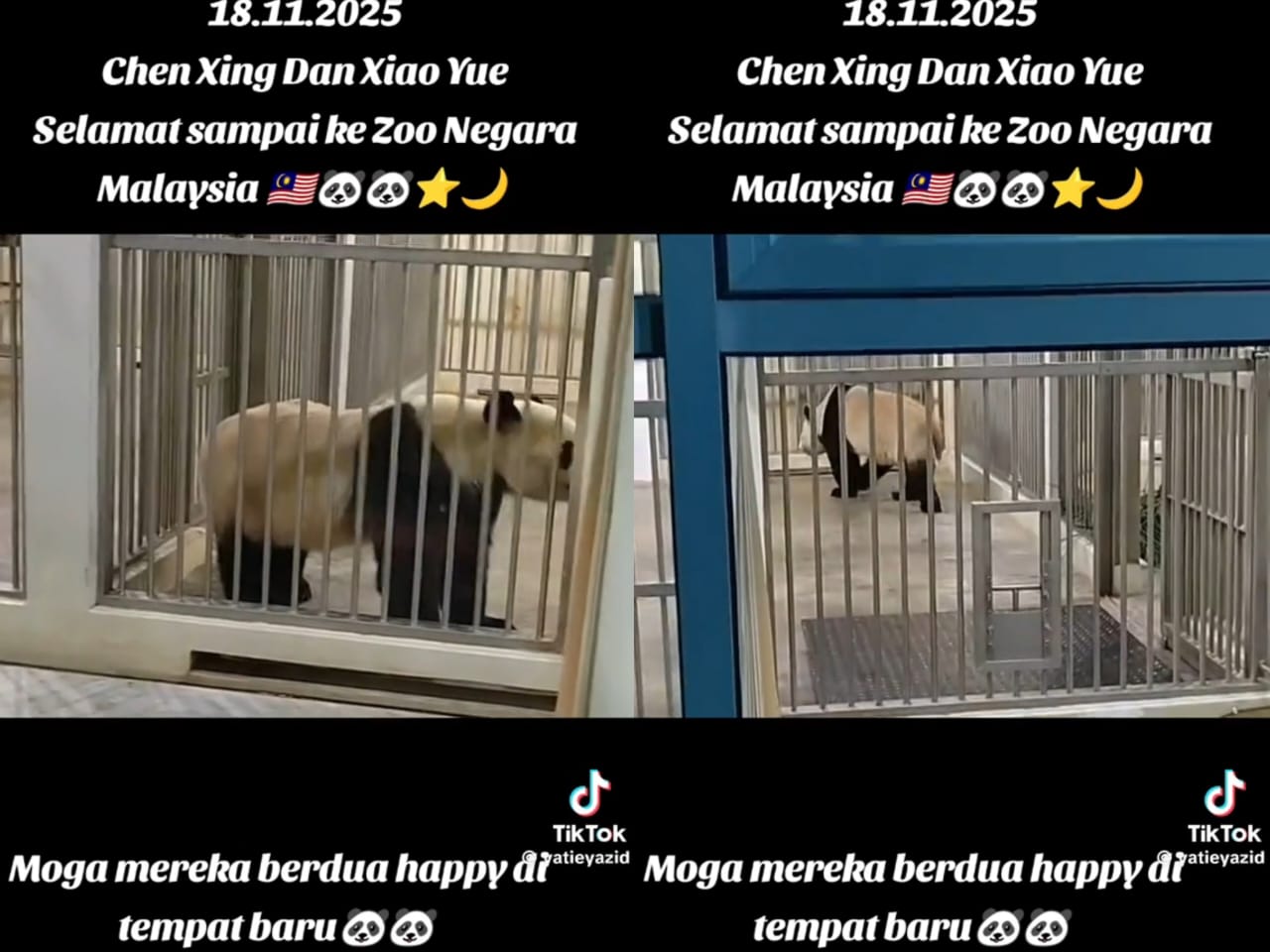 [VIDEO] ‘Baru masuk kandang, aktif sangat berlari-lari’