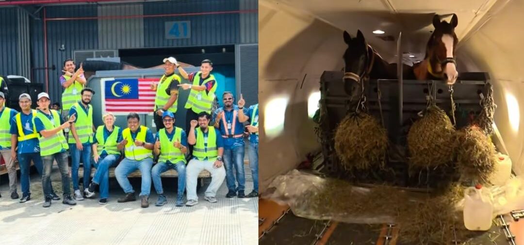 Begini rupanya bawa pasukan kuda negara pergi bertanding