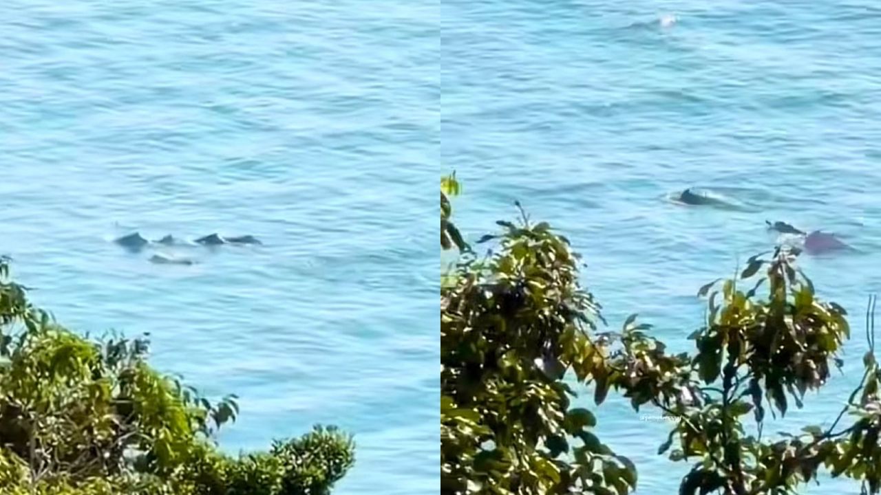 [VIDEO] Ikan lumba-lumba muncul di Pantai Tembeling