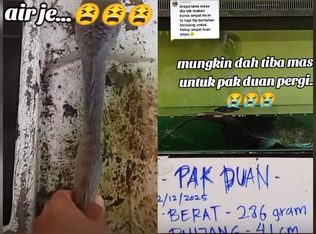 [VIDEO] Berat cuma 286g, mungkin dah tiba masa Pak Duan pergi…