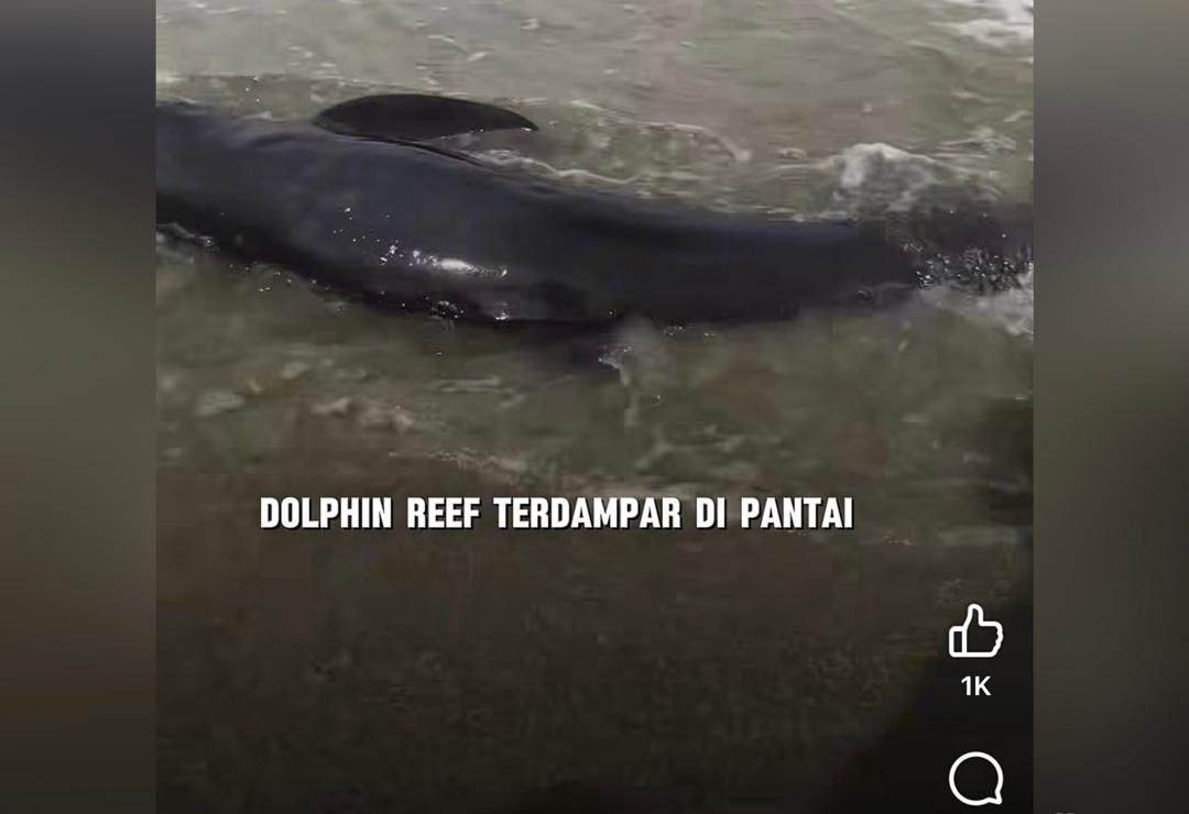 [VIDEO] ‘Dolphin’ terdampar, kaki judi online paling sibuk komen