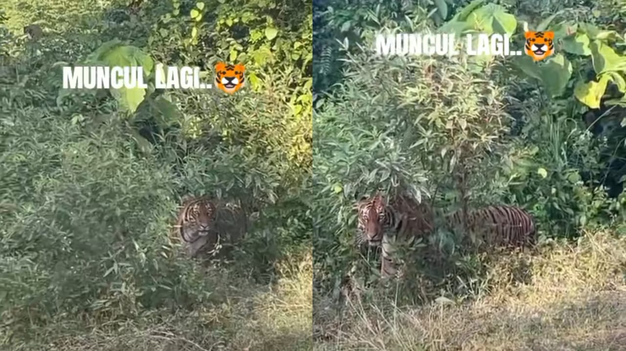 [VIDEO] Harimau muncul lagi di Ulu Tembeling, mana pihak berwajib?