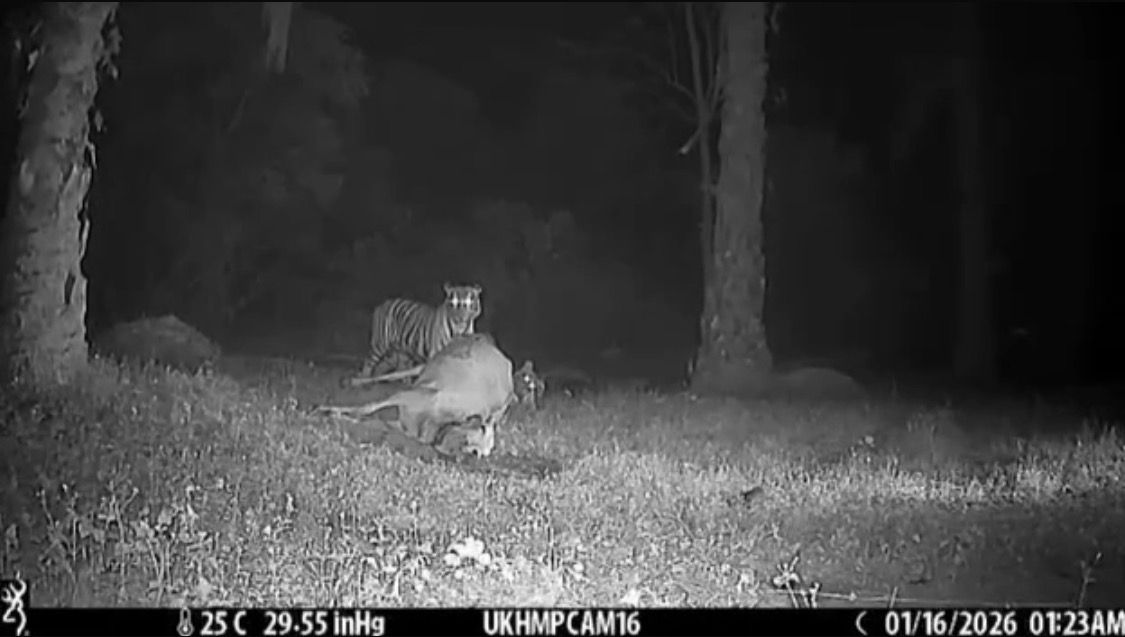 Pak belang belum masuk perangkap, video tular bukan di Kota Tinggi