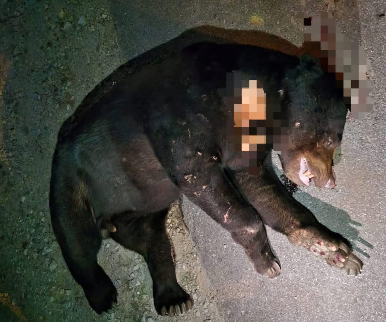 Beruang matahari mati dilanggar