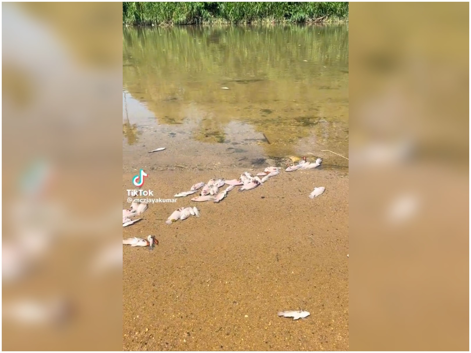 Ikan mati di Sungai Kinta bukan disebabkan pencemaran – JAS
