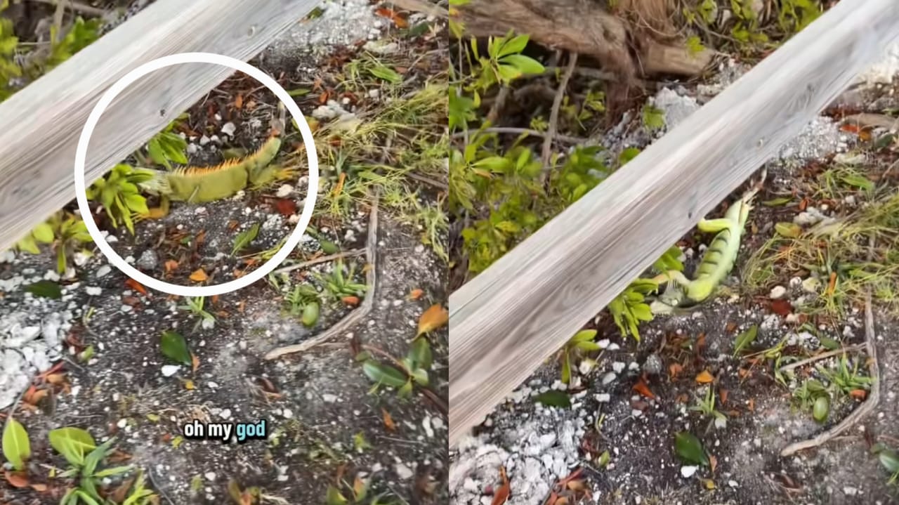 [VIDEO] Suhu sejuk ratusan iguana jatuh dari pokok