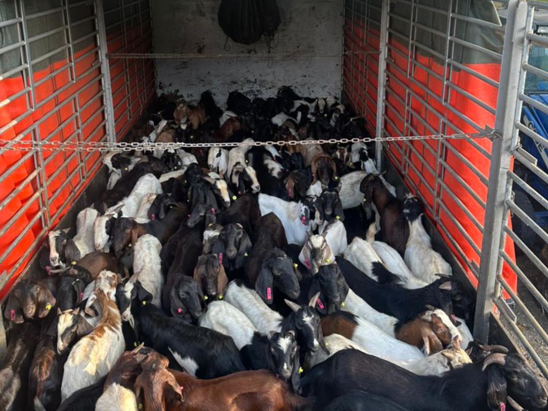Angkut 117 kambing, 18 lembu seludup