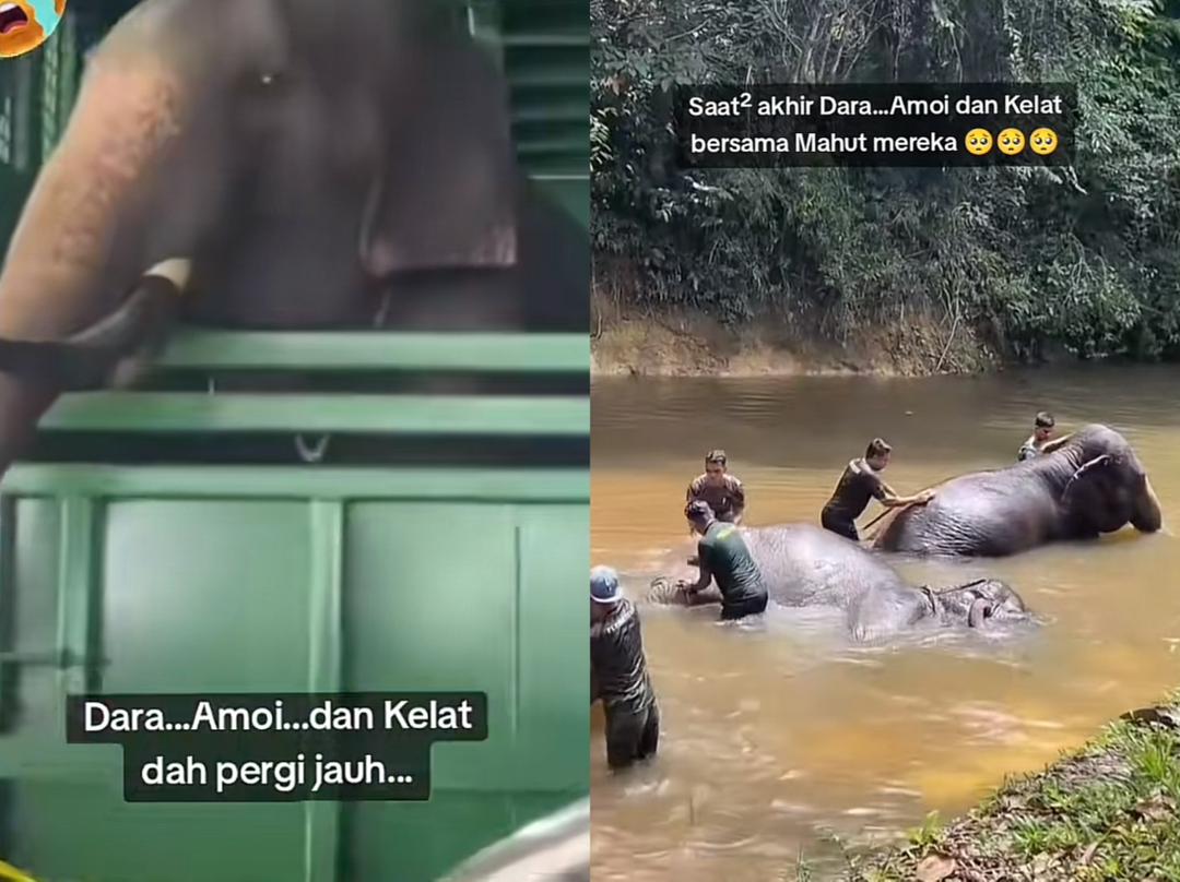 Dara, Amoi, Kelat dihantar ke Jepun buat selamanya
