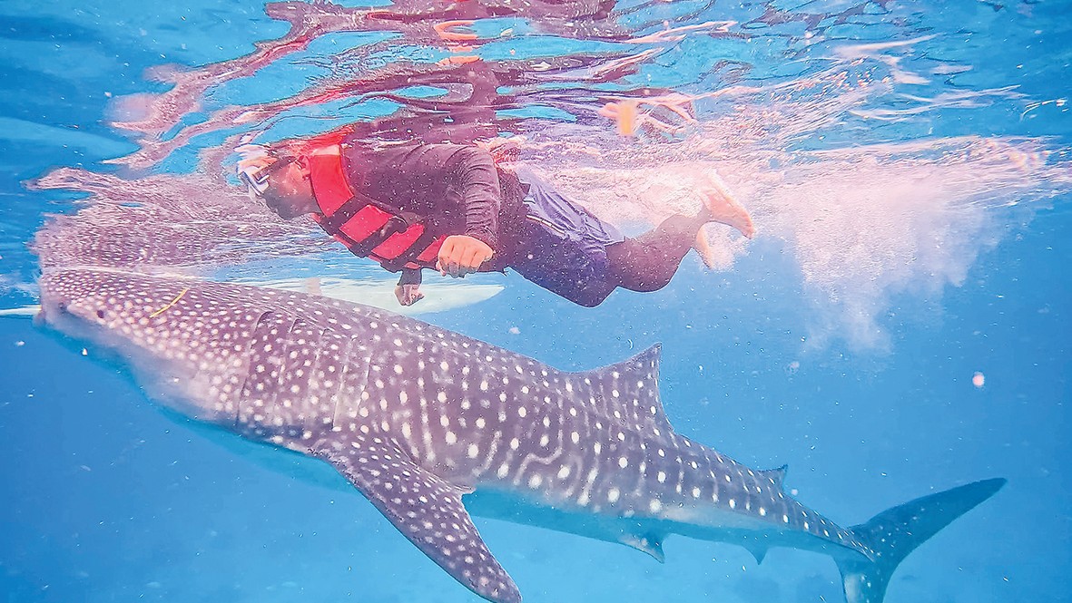 Berenang bersama jerung paus di Cebu