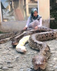 Gadis 14 Tahun Pelihara Enam Ekor Ular Sawa Gergasi Di Rumah Kosmo Digital