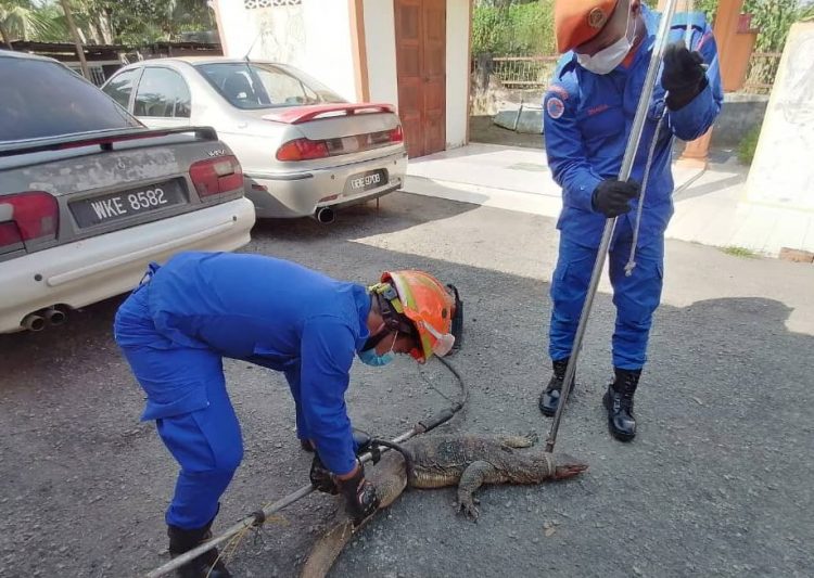 Biawak 14 kg tersangkut pada mesin rumput Kosmo Digital