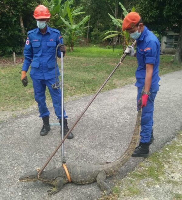 Mitos Biawak Masuk Rumah