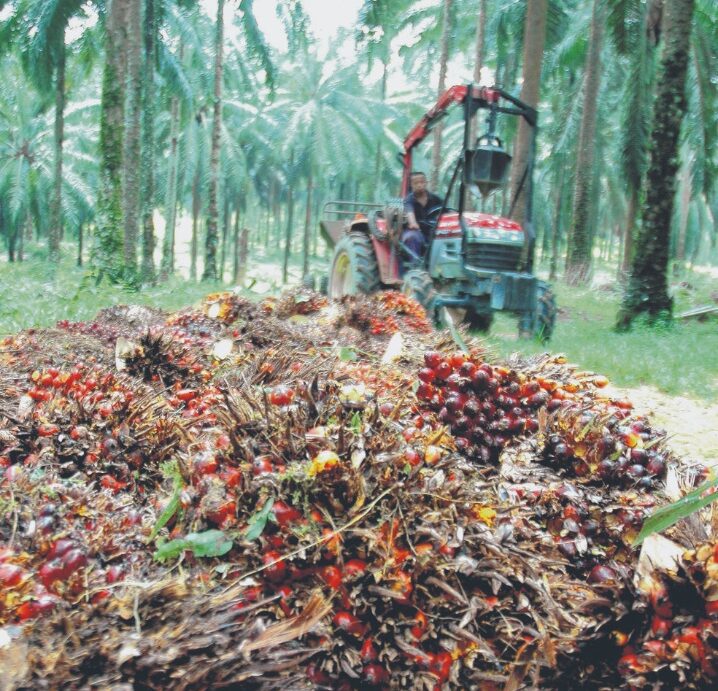 Harga sawit 1 tan terkini