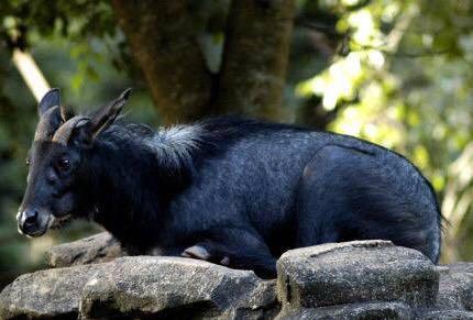 Kambing gurun malaysia