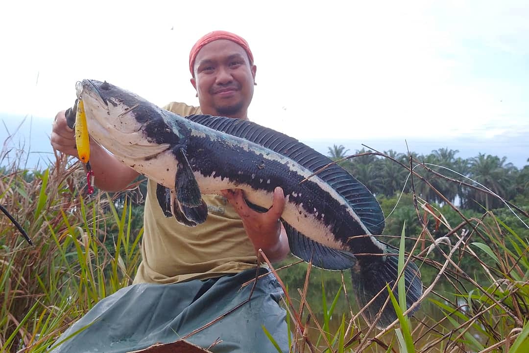 Tasik ikan haruan IKAN GABUS