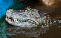 Buaya Dan Monyet Bebas Dijual Di Britain Kosmo Digital