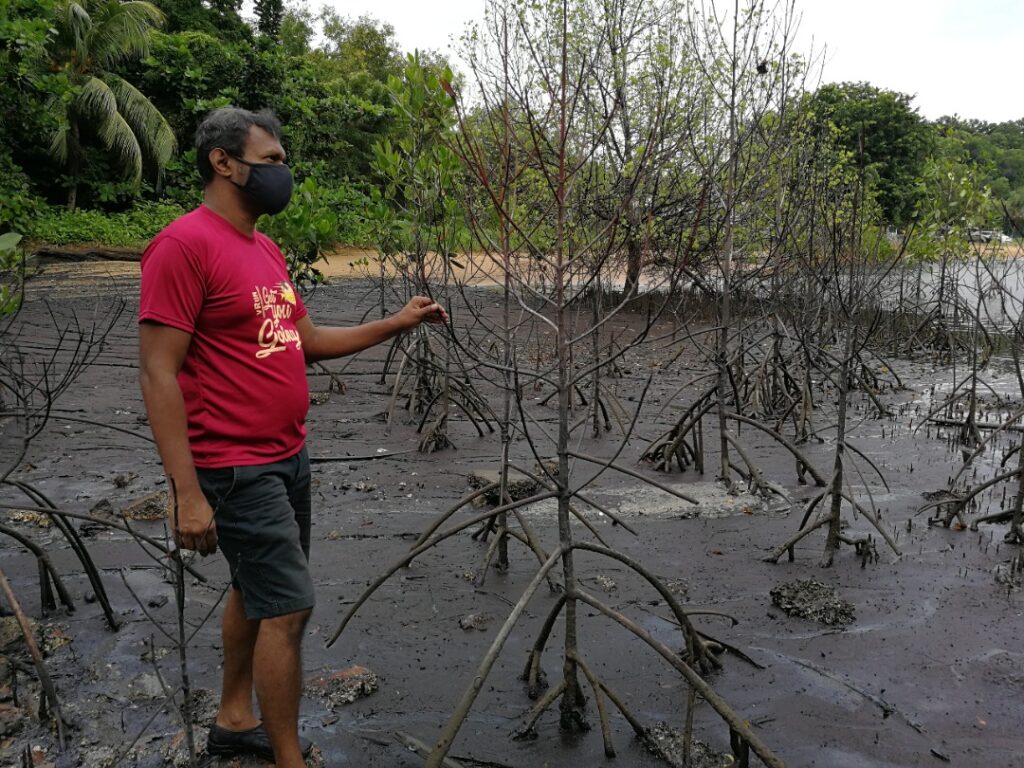 Beratus pokok bakau mati di Pantai Cermin - Kosmo Digital