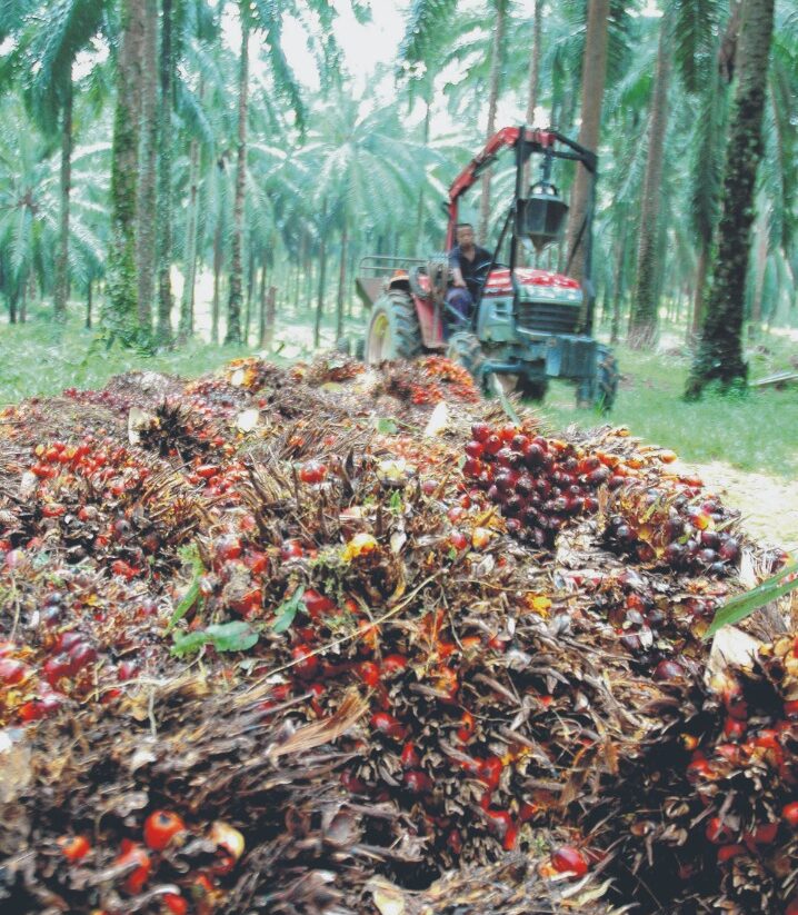 Felda sawit