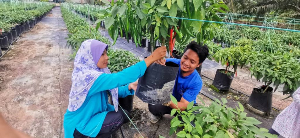Berkat jaga ibu, bekas pereka grafik jadi petani berjaya Berkat jaga ibu, bekas pereka grafik jadi petani berjaya