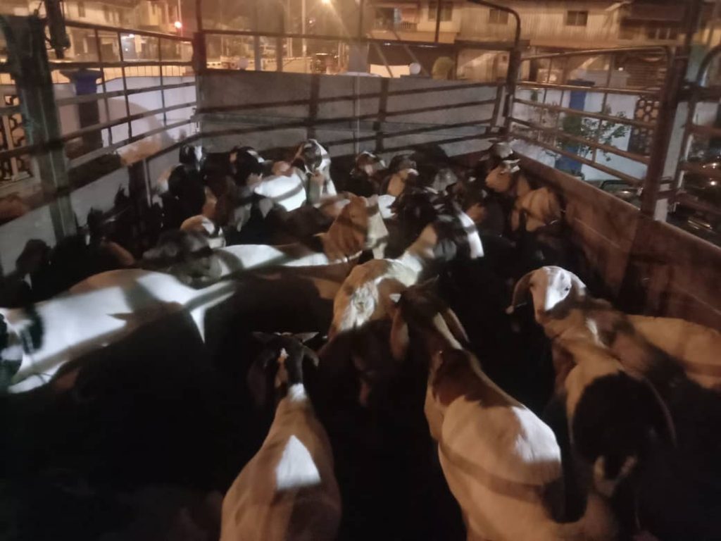 40 ekor kambing seludup dirampas 40 ekor kambing seludup dirampas