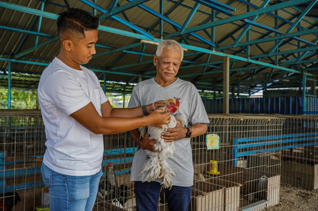 Ayam Brahma bernilai tinggi Ayam Brahma bernilai tinggi