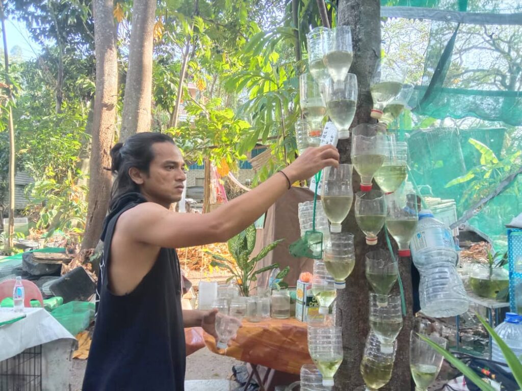 1,000 ekor ikan hiasan musnah 1,000 ekor ikan hiasan musnah