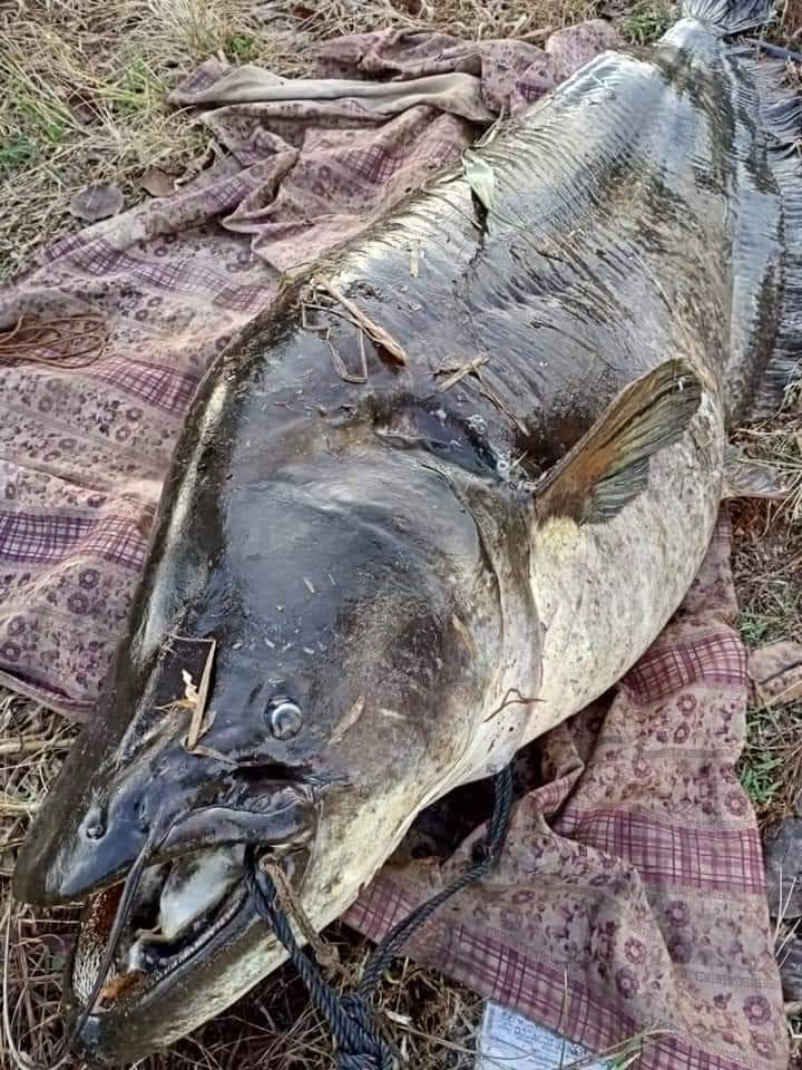 Tapah gergasi ikan Sejam 'bertarung'