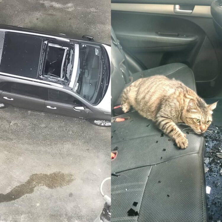 Kucing jatuh dari tingkat 10, mendarat dalam kereta - Kosmo Digital