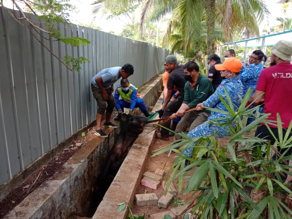 5 jam selamatkan tapir 5 jam selamatkan tapir