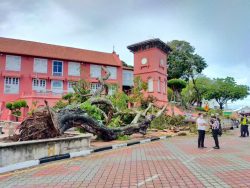 Pokok Usia 127 Tahun Di Bangunan Merah Tumbang Kosmo Digital