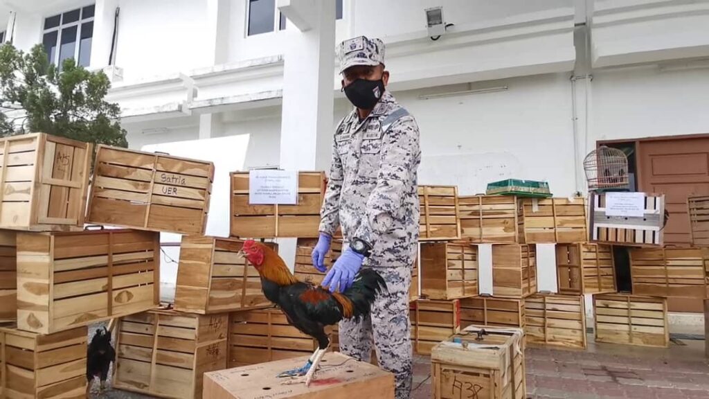 Gagal seludup ayam sabung, Murai Batu ke Indonesia Gagal seludup ayam sabung, Murai Batu ke Indonesia