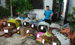 Tidak Serik Jual Haiwan Peliharaan Tanpa Permit Kosmo Digital