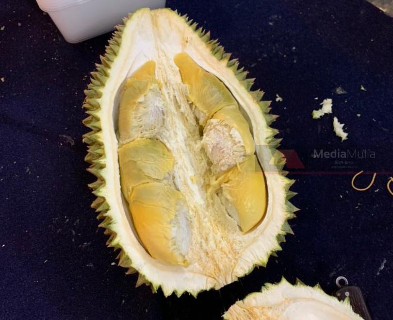 Durian tupai king