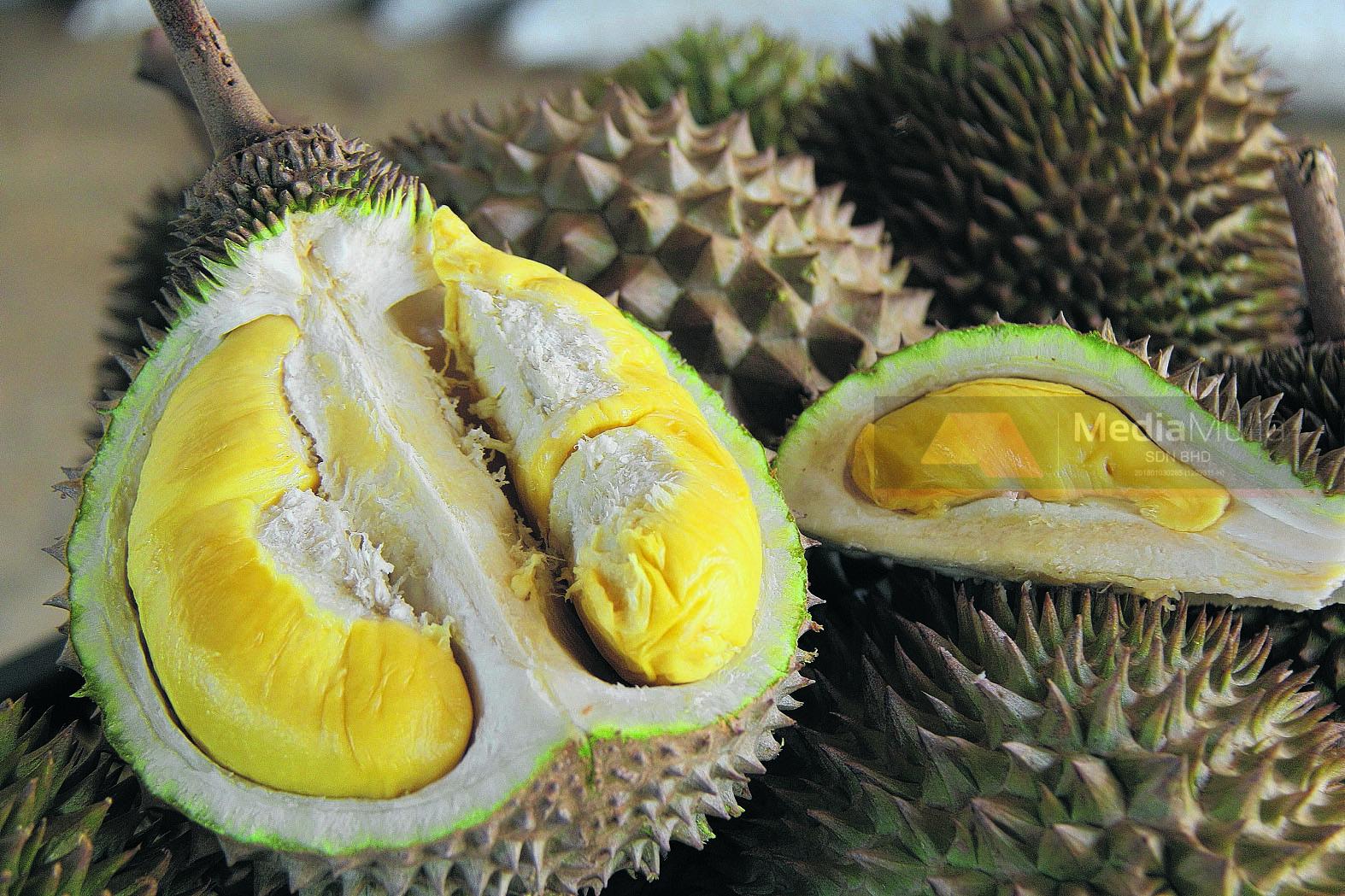 Musang king tetap raja buah 'kayangan' - Kosmo Digital