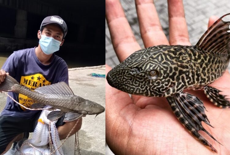 Waspada ikan bandar raya 'ikan pemusnah' - Kosmo Digital