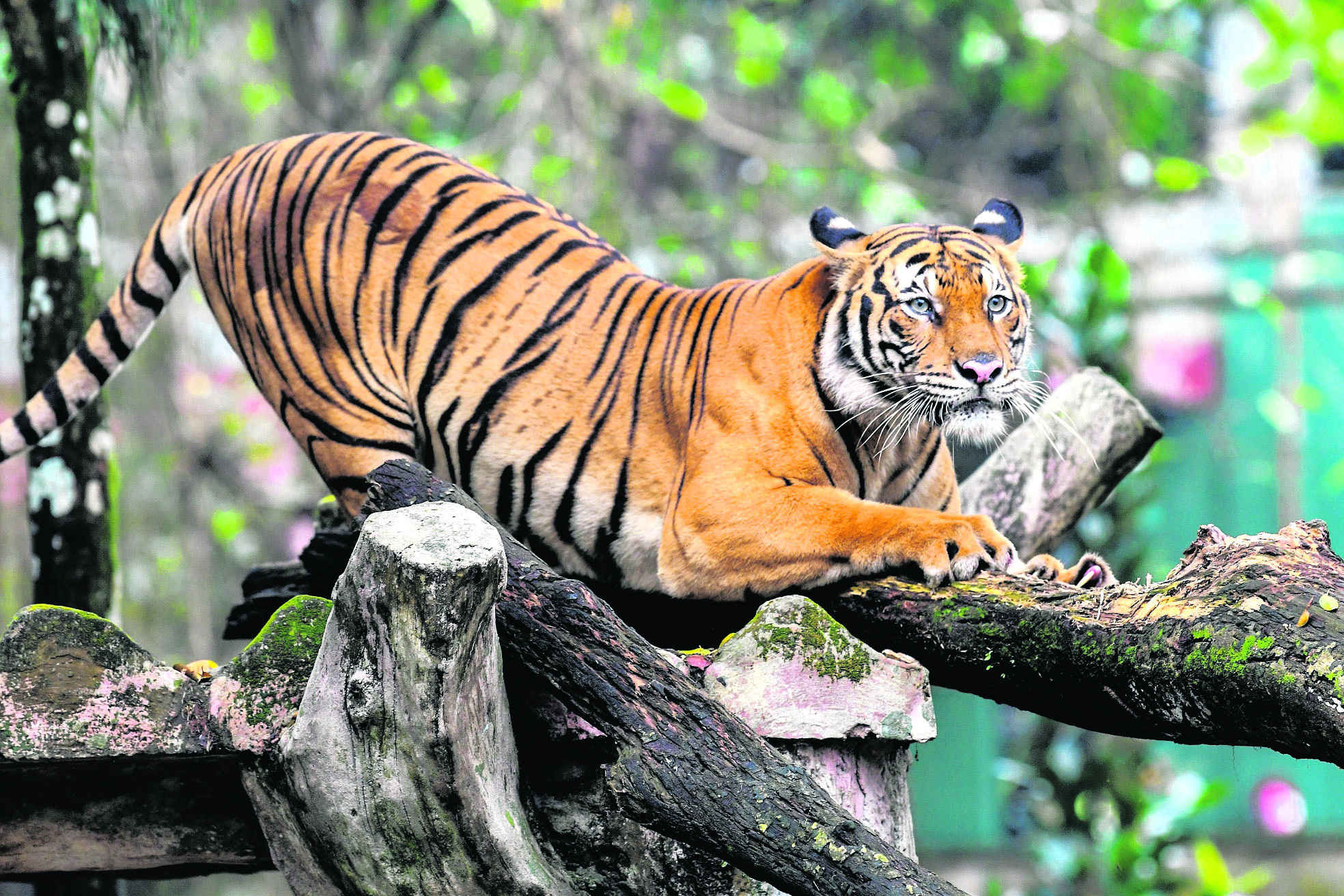 Populasi Harimau Malaya Semakin Terancam Kosmo Digital