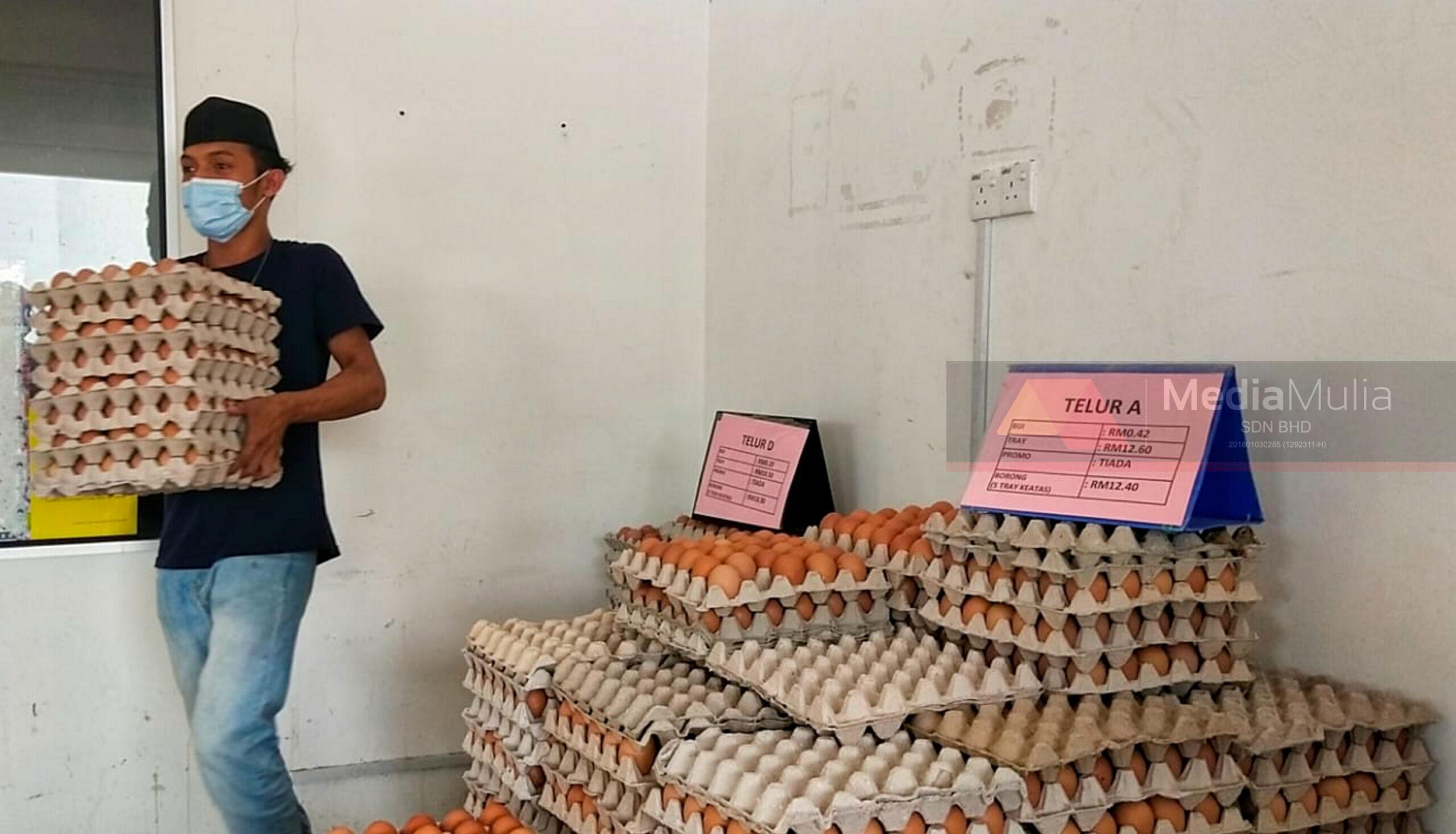 Harga telur ayam terkini