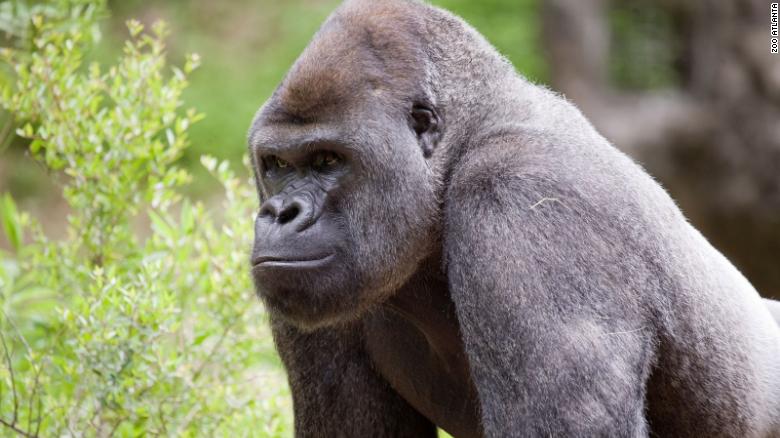 13 ekor gorila dalam Zoo didapati positif Covid-19