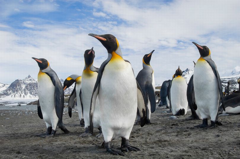 Saintis percaya Penguin kemungkinan adalah makhluk asing dari planet Zuhrah