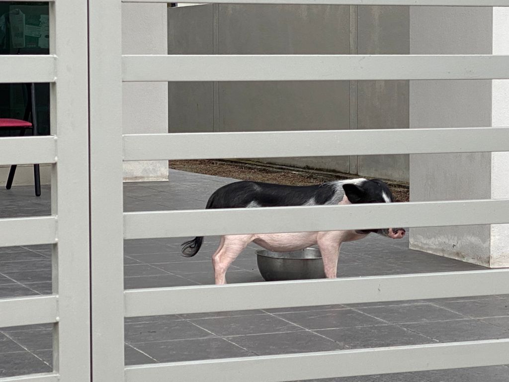 Edisi babi susu... tuan lari , babi kebulur depan rumah - Isu Semasa - Semasa - Forum - CARI Infonet
